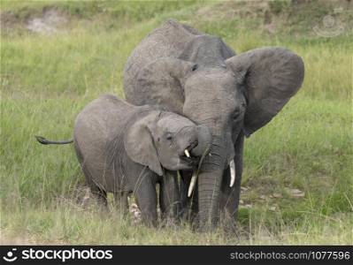 Elephant drinking water, Maasai Mara, Kenya, Africa