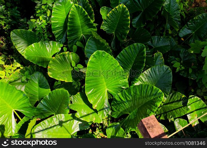 Elephant ear (Colocasia esculenta (L.) leaves with sunlight