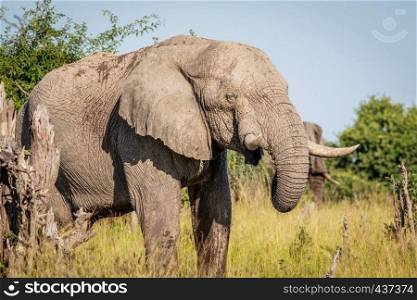 Elephant eating in the Okavango delta, Botswana.