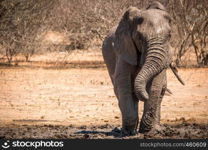 Elephant enjoying the mud in the Kruger National Park, South Africa.