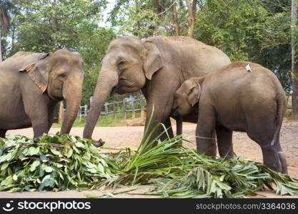 Elephant family at Elephant Orphanage in Pinnawela, Sri Lanka
