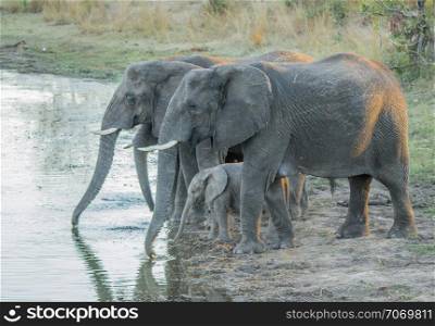 Elephant family drinking at a dam