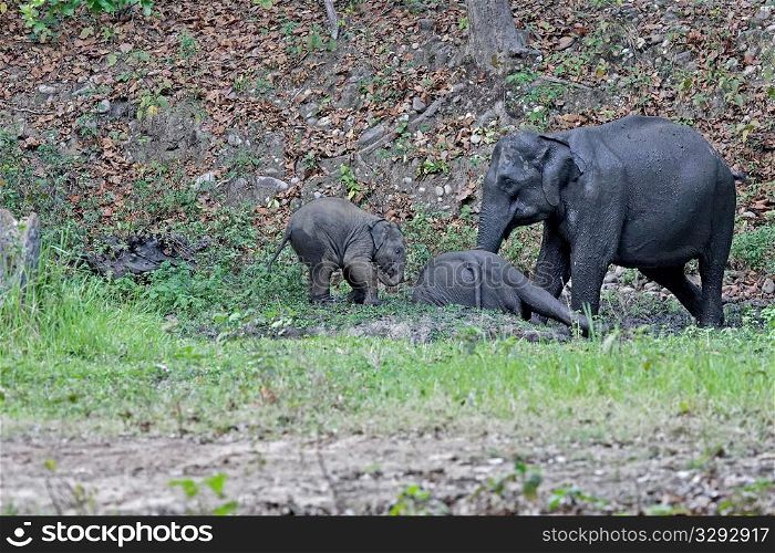 Elephant family enjoying mud wallow