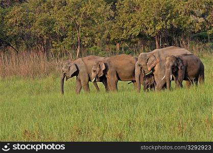 Elephant family feeding peacefully