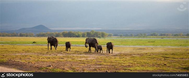 Elephant family is walking in the savannah in Kenya, on safari