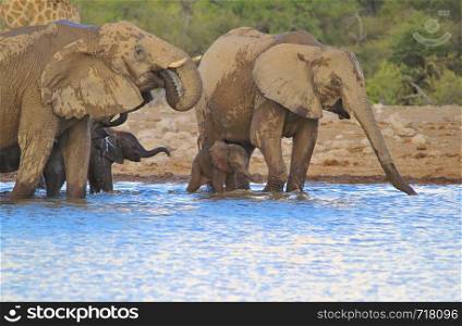 Elephant Family - Water of Life