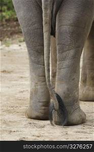 Elephant feet