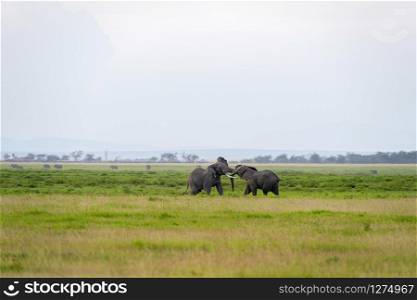 Elephant Fighting, Amboseli National Park, Africa