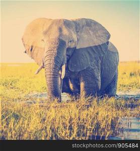 Elephant half wet in sunset light in Africa with retro Instagram style filter effect