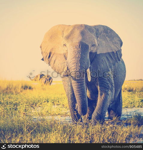 Elephant half wet in sunset light in Africa with retro Instagram style filter effect