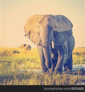 Elephant half wet in sunset light in Africa with retro Instagram style filter effect