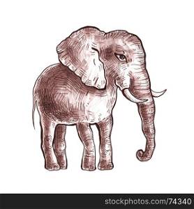 Elephant. Hand drawn, hand painted watercolor illustration. White background. Hand drawn elephant.