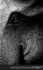 Elephant Head in Black and White