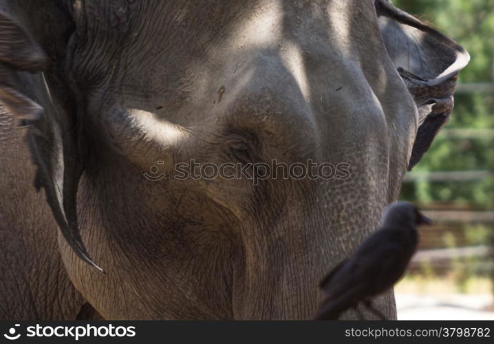 elephant head with a crow in front