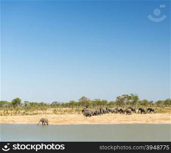 Elephant herd at a watering hole in Botswana, Africa with clear blue sky above