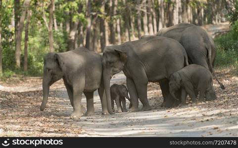 Elephant Herd Crossing the main road, Dhikala, Jim Corbett National Park, Nainital?, Uttarakhand, India