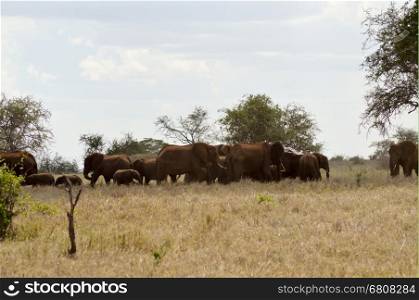 Elephant herd resting . Elephant herd resting in the savanna of Tsavo West Park in Kenya