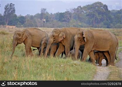 Elephant herd with Small calves in Corbett NP, India