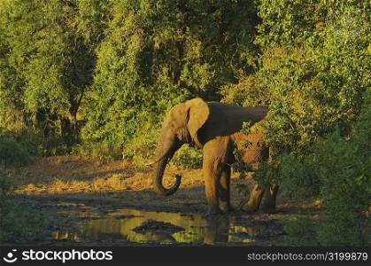 Elephant in a forest, Makalali Game Reserve, South Africa