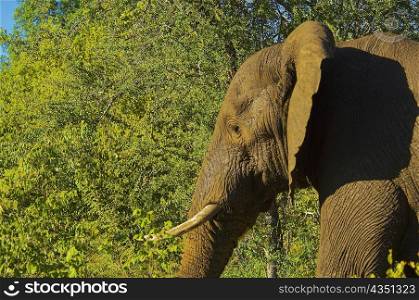 Elephant in a forest, Makalali Game Reserve, South Africa