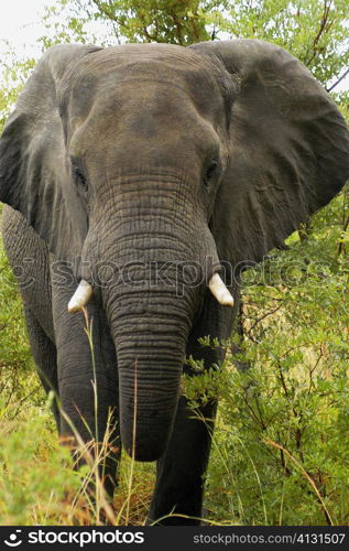 Elephant in a forest, Okavango Delta, Botswana