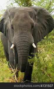 Elephant in a forest, Okavango Delta, Botswana