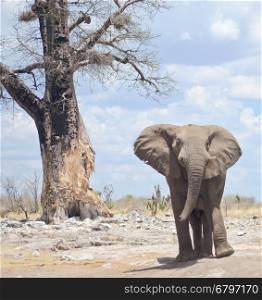 elephant in Africa