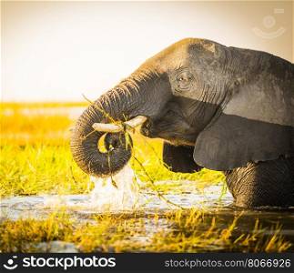 Elephant in Chobe National Park, Botswana, Africa