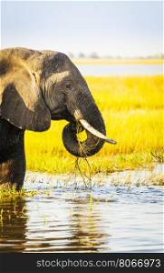 Elephant in Chobe National Park, Botswana, Africa
