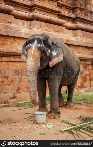 Elephant in Hindu temple Brihadishwarar Temple, Thanjavur, Tamil Nadu, India