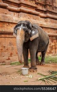 Elephant in Hindu temple Brihadishwarar Temple, Thanjavur, Tamil Nadu, India