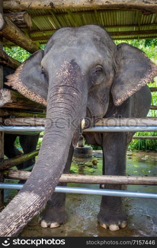 Elephant in protected park, Chiang Mai, Thailand, Asia. Elephant in protected park, Chiang Mai, Thailand