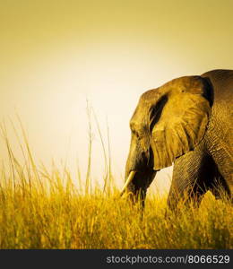 Elephant in sunset light in long grass in Africa