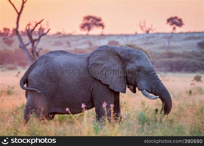 Elephant in the high grass at sun down in the Chobe National Park, Botswana.