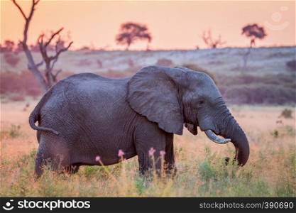 Elephant in the high grass at sun down in the Chobe National Park, Botswana.