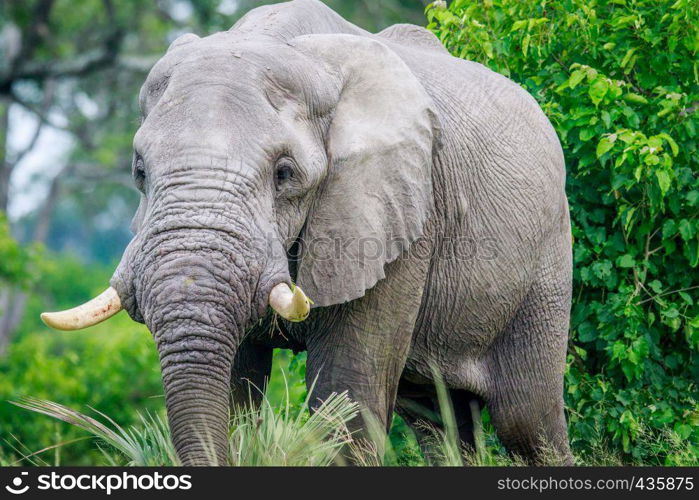 Elephant in the high grass in the Okavango delta, Botswana.