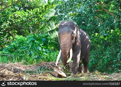 Elephant in the wild . Rainy weather. Country Of Sri Lanka