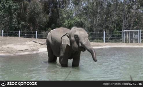 Elephant in water in the zoo