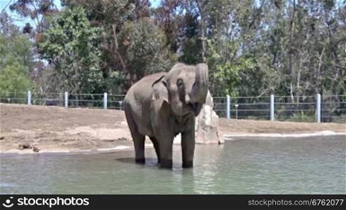 Elephant in water in the zoo