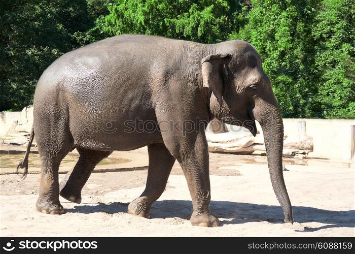 elephant in zoo