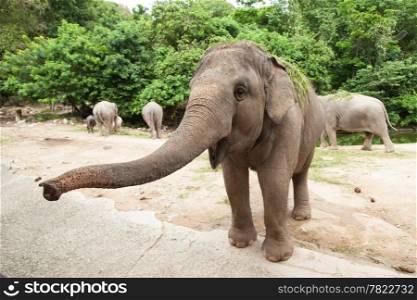 Elephant is asking for food. Of visiting the zoo.