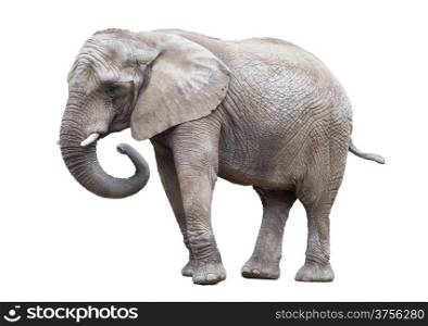 elephant isolated.