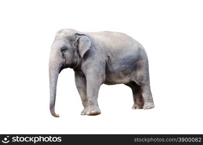 elephant isolated on the white.