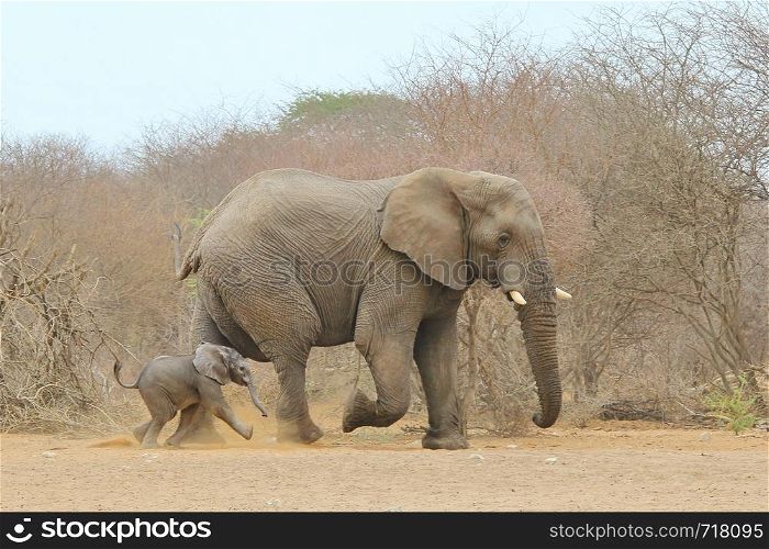 Elephant - Keeping up with life