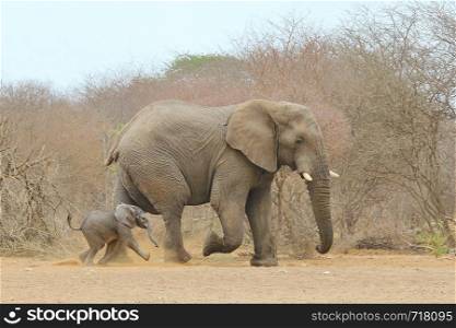 Elephant - Keeping up with life