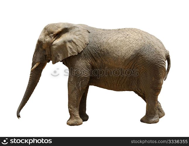 Elephant, largest land animal in the zoo