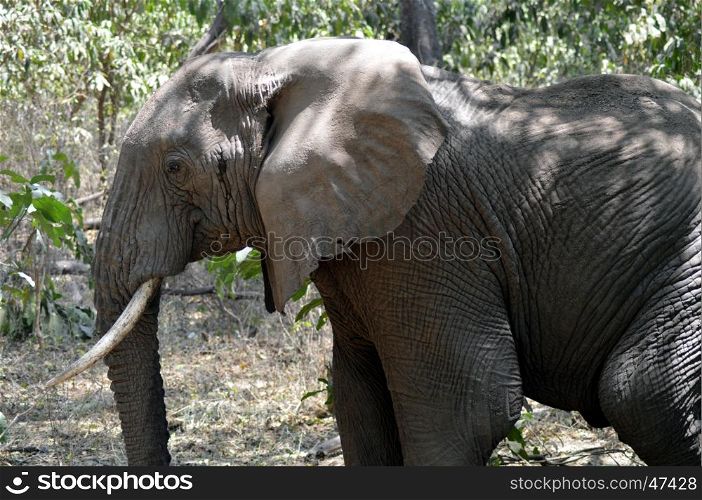 Elephant lone taken closely in Tanzania