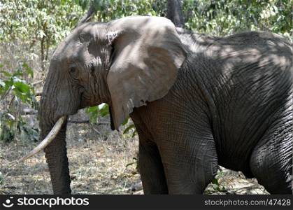 Elephant lone taken closely in Tanzania