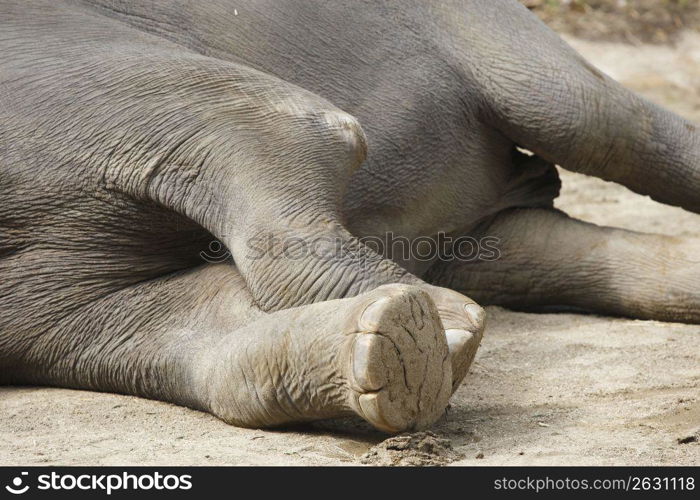 Elephant lying down