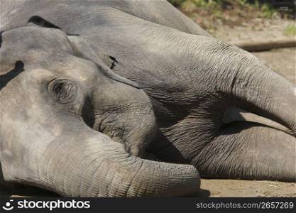 Elephant lying down